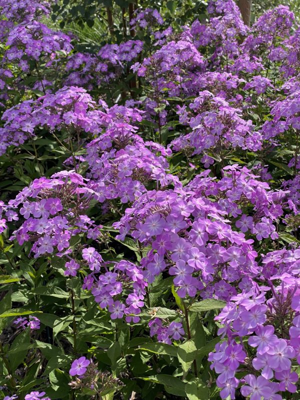 Phlox paniculata 'JS Queen Paola'2 Phlox paniculata 'JS Queen Paola'