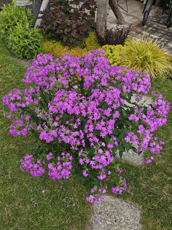 Phlox paniculata 'JS Queen Paola'3 Phlox paniculata 'JS Queen Paola'