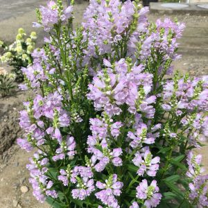Physostegia virginiana 'Pink Manners'
