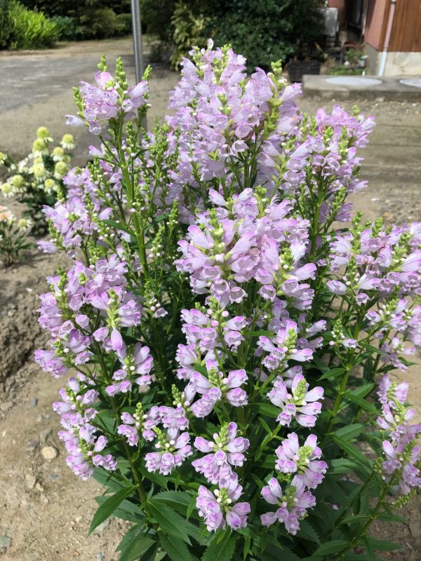 Physostegia virginiana 'Pink Manners'