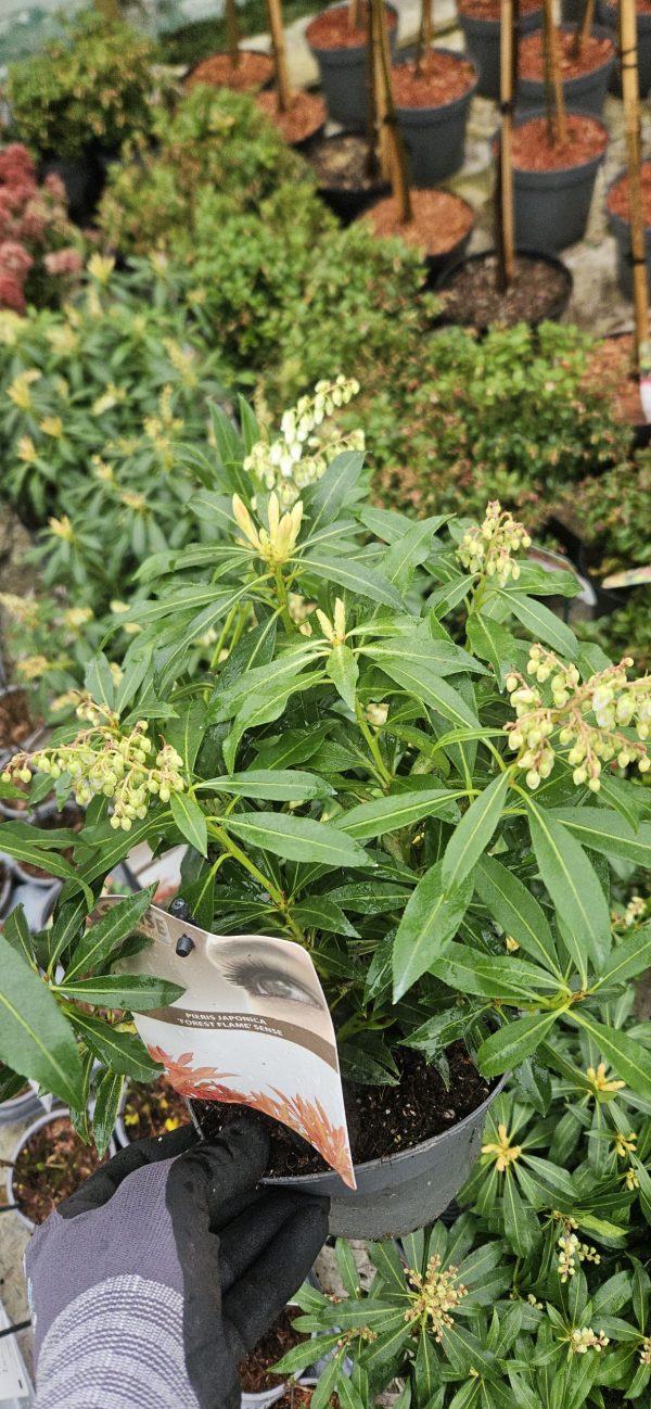 Pieris 'Forest Flame' 2 Pieris 'Forest Flame'