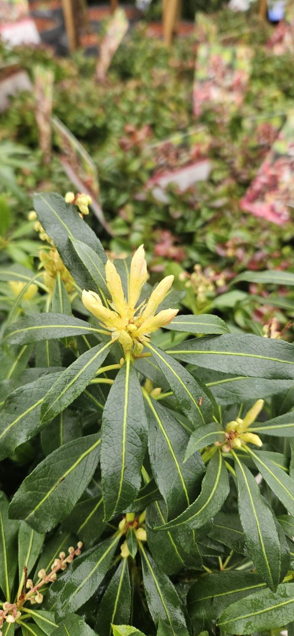 Pieris 'Forest Flame' 3 Pieris 'Forest Flame'