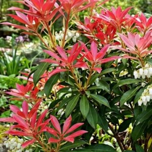 Pieris 'Forest Flame'