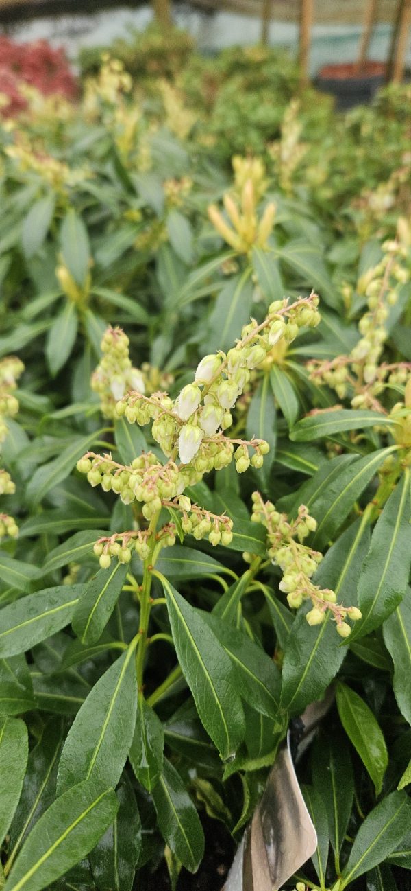 Pieris 'Forest Flame' 4 Pieris 'Forest Flame'