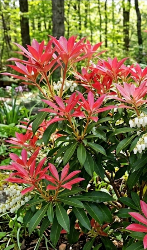 Pieris 'Forest Flame' Pieris 'Forest Flame'