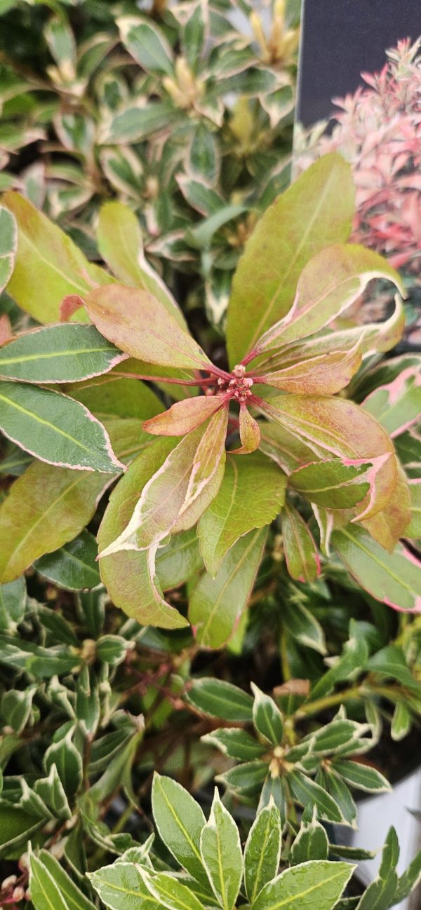 Pieris japonica 'Carnaval'