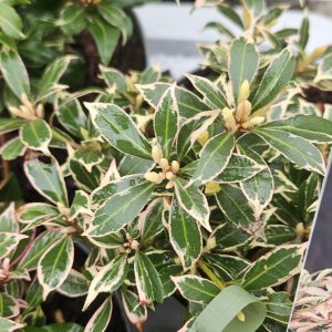 Pieris japonica 'Carnaval'