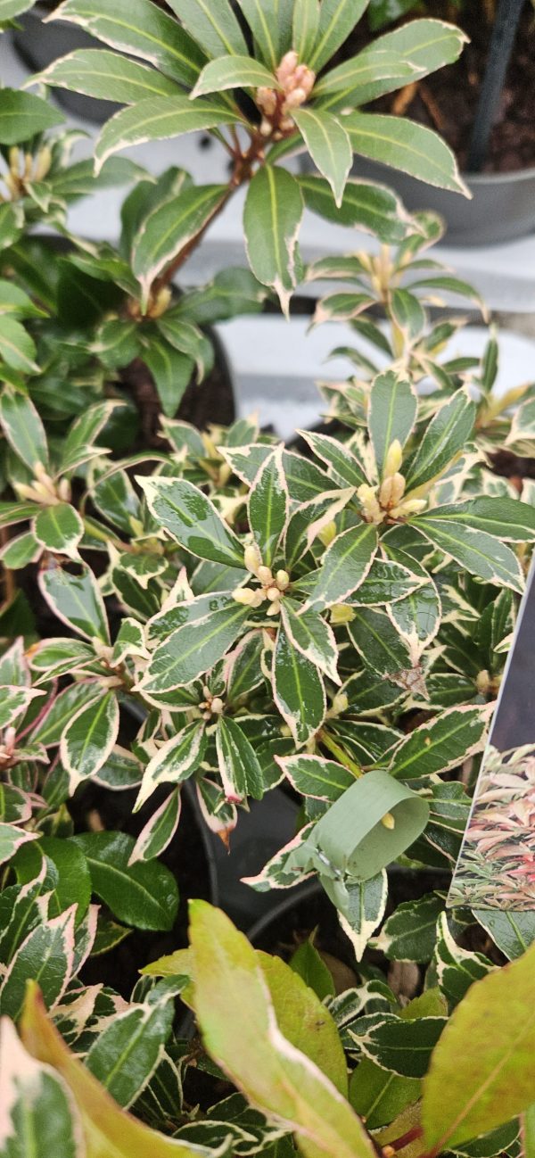 Pieris japonica 'Carnaval'