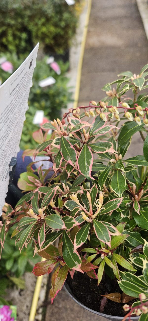 Pieris japonica 'Carnaval'