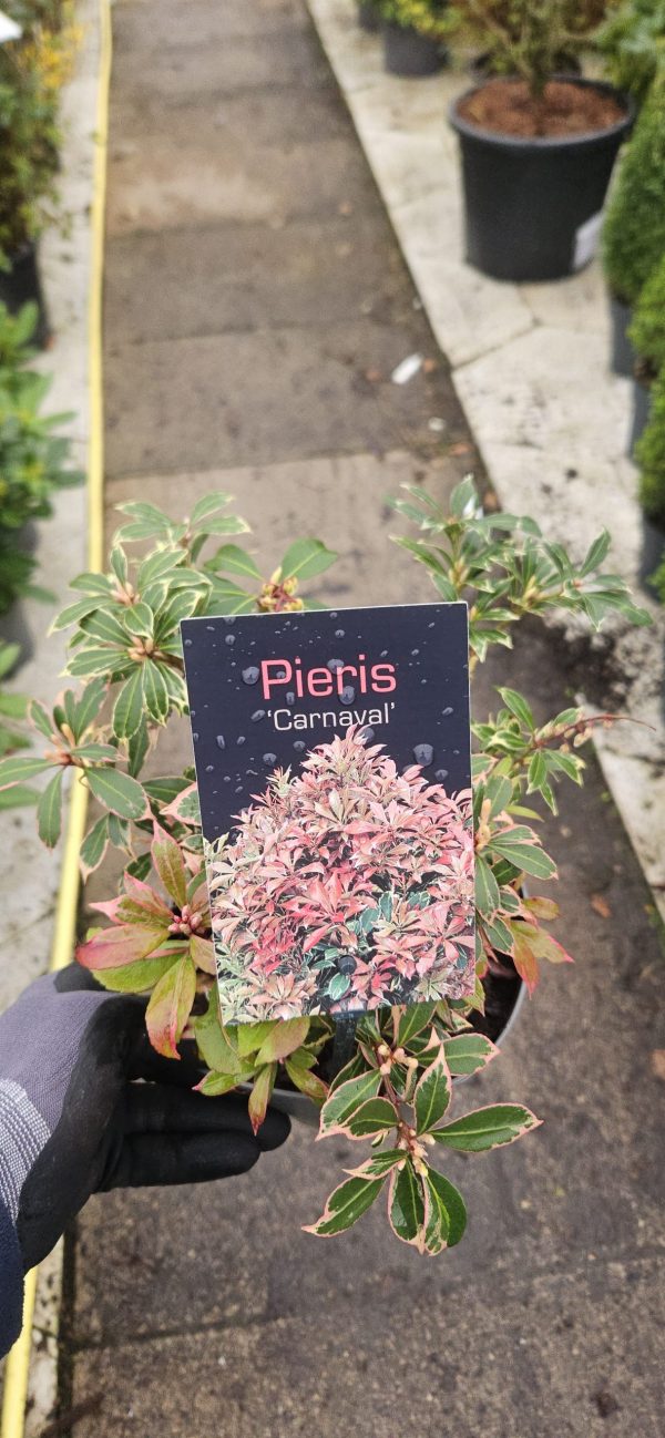 Pieris japonica 'Carnaval'