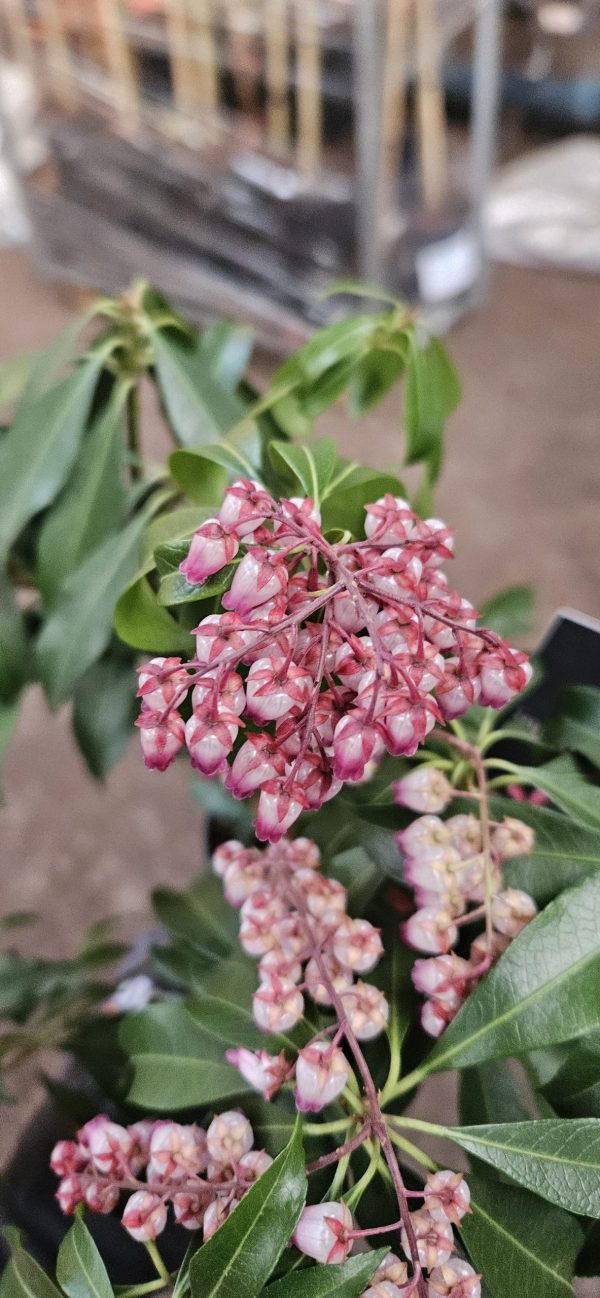 Pieris japonica 'Katsura'