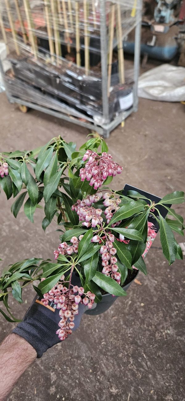 Pieris japonica 'Katsura'