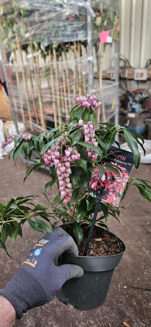 Pieris japonica 'Katsura'