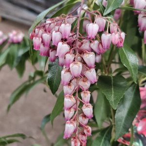 Pieris japonica 'Katsura'