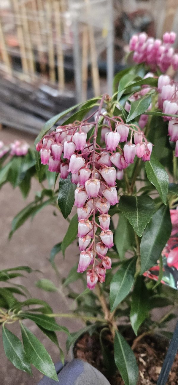 Pieris japonica 'Katsura'