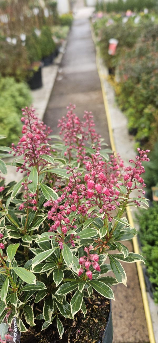Pieris japonica 'Polar Passion'