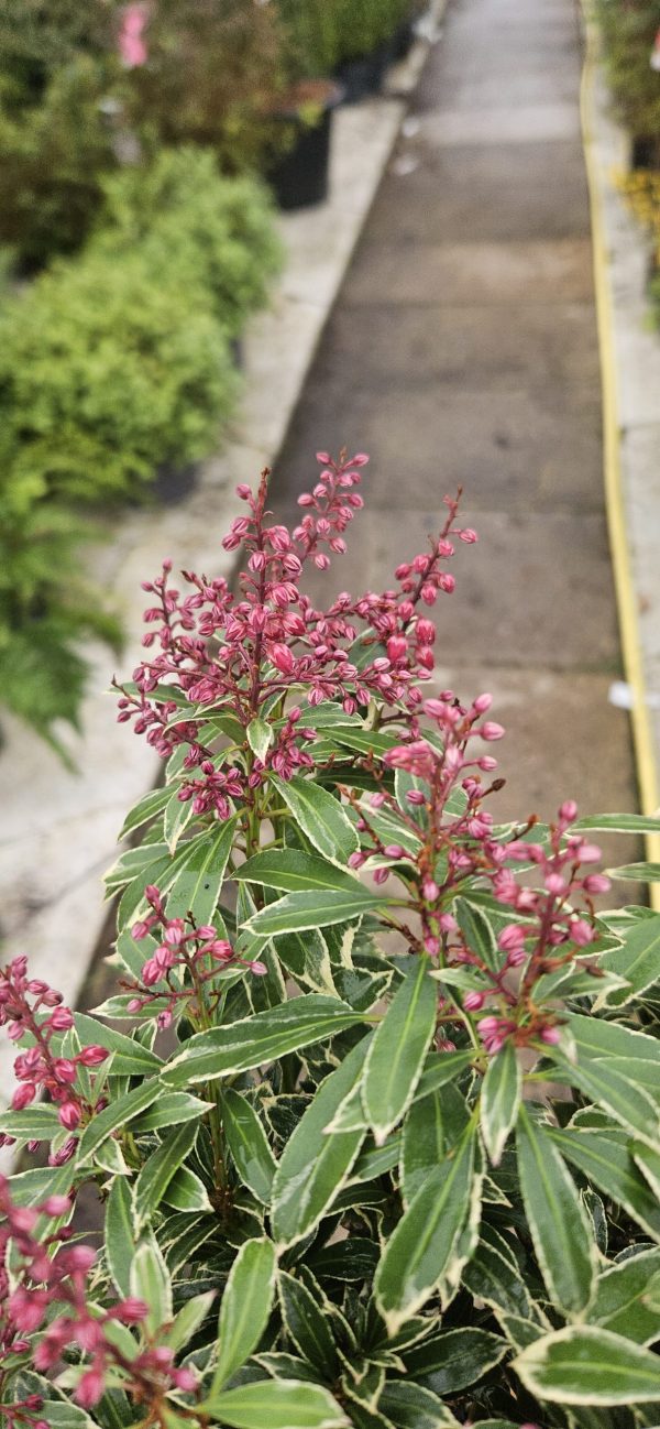 Pieris japonica 'Polar Passion'
