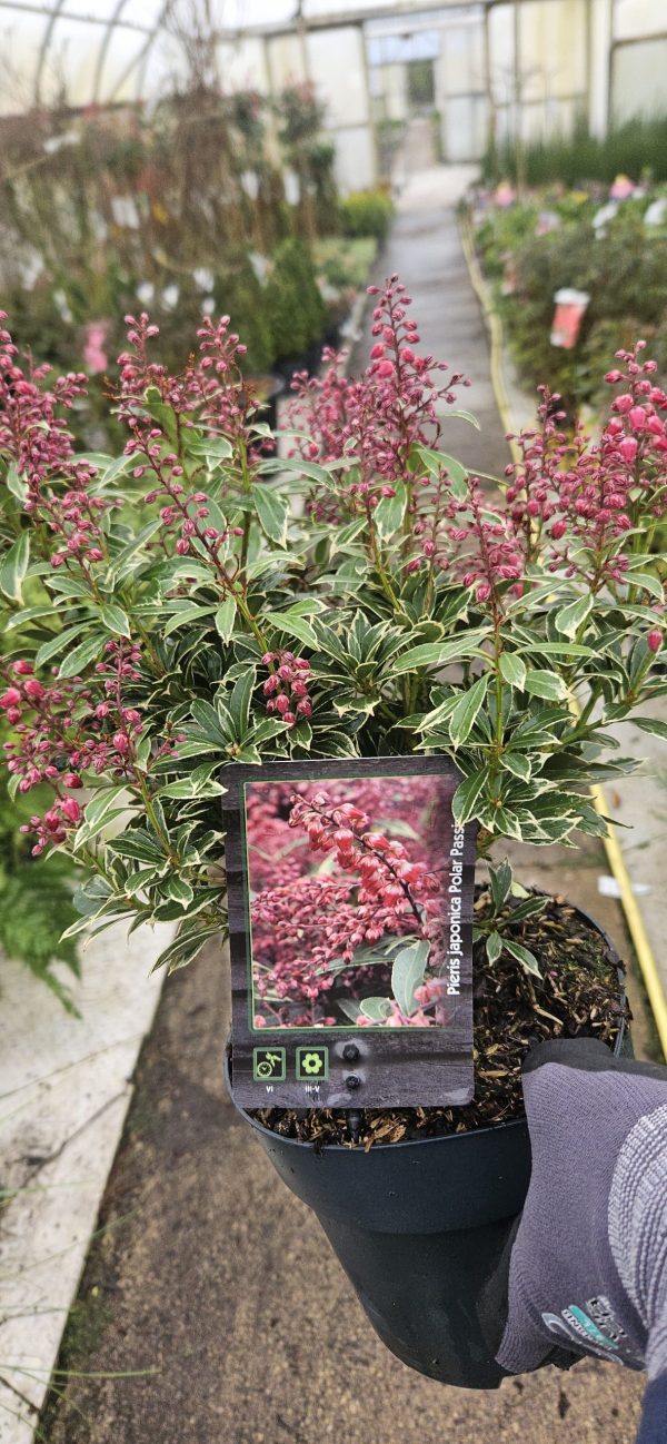 Pieris japonica 'Polar Passion'