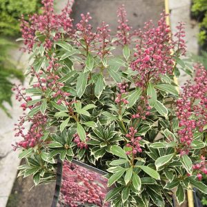 Pieris japonica 'Polar Passion'