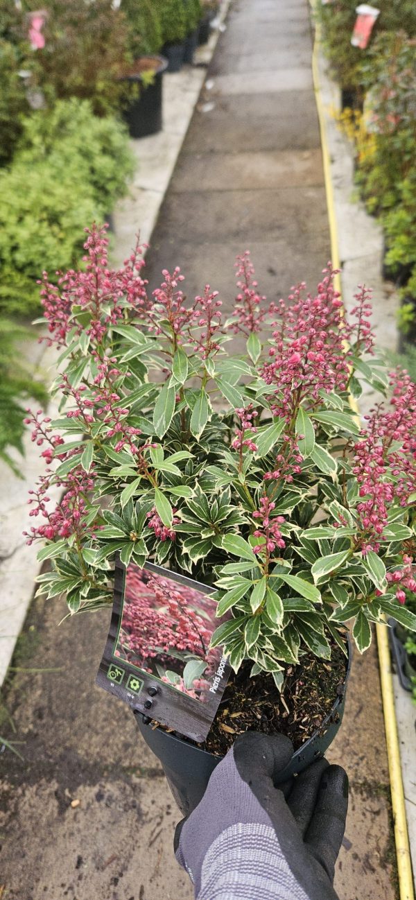 Pieris japonica 'Polar Passion'