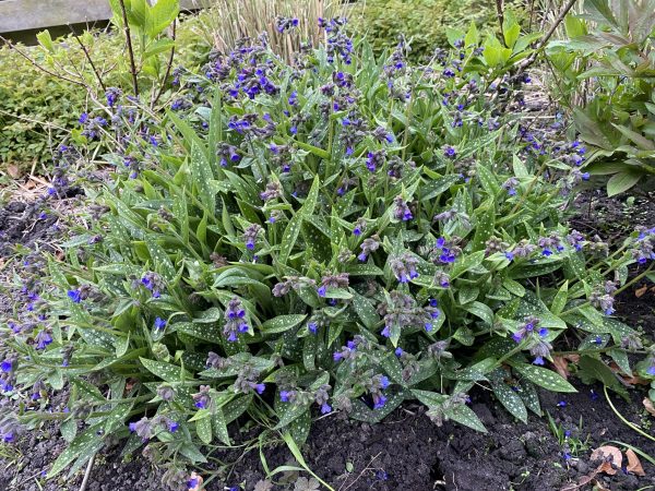 Pulmonaria 'Miss Elly' Pulmonaria 'Miss Elly'