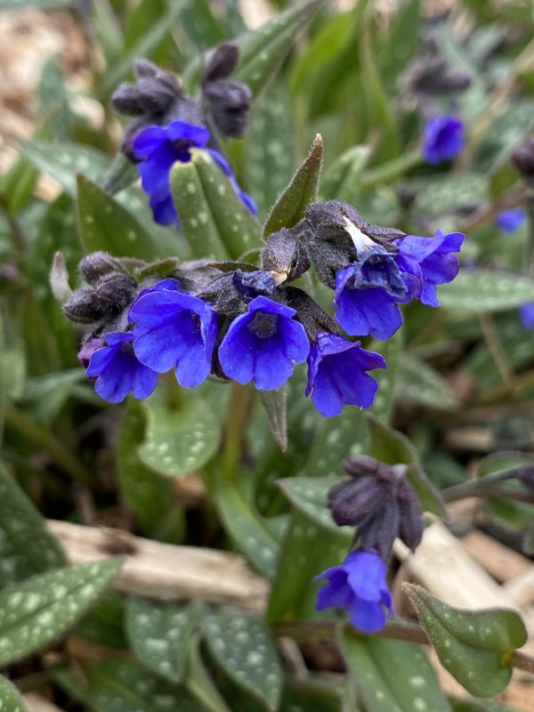 Pulmonaria 'Miss Elly'2 Pulmonaria 'Miss Elly'