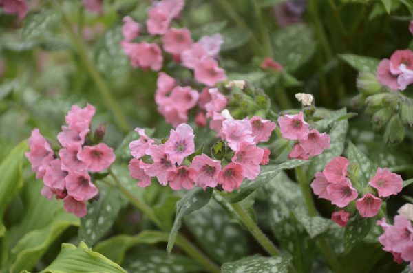 Pulmonaria 'Pretty in Pink'