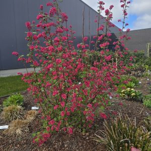 Ribes sanguineum 'Amore'
