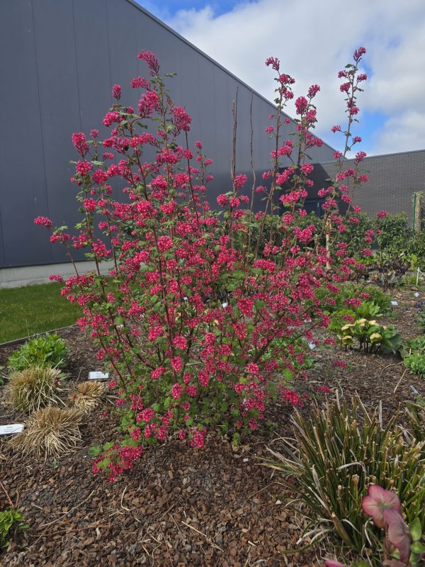 Ribes sanguineum 'Amore'