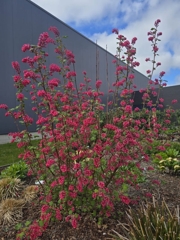Ribes sanguineum 'Amore'