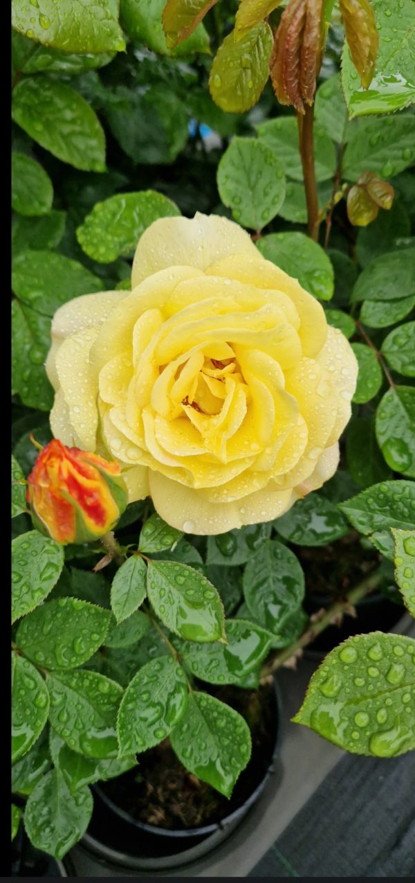 Rosa 'Arthur Bell' (Climber)
