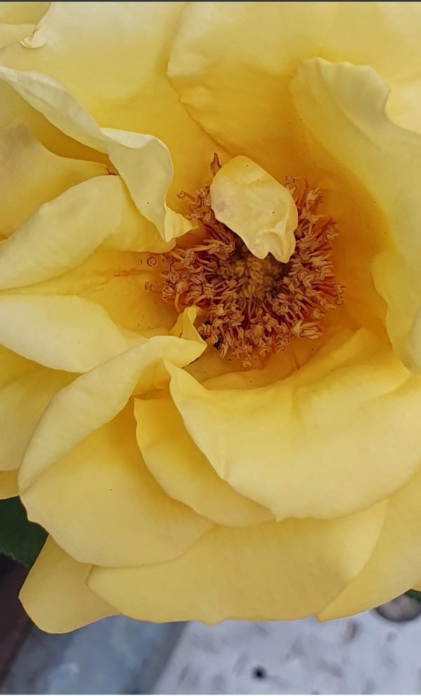 Rosa 'Arthur Bell' (Climber)