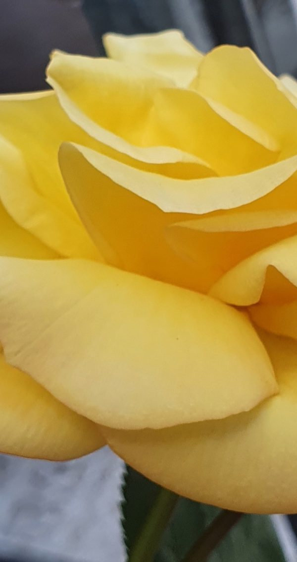 Rosa 'Arthur Bell' (Climber)