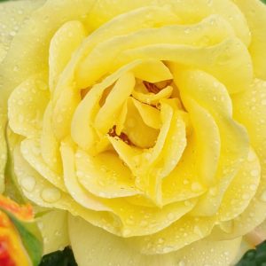 Rosa 'Arthur Bell' (Climber)