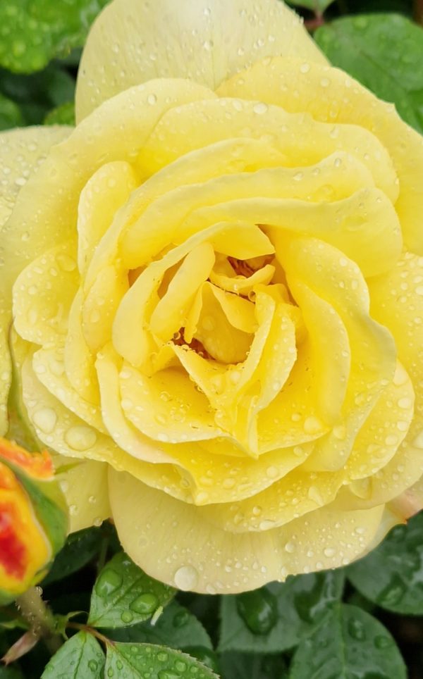 Rosa 'Arthur Bell' (Climber)