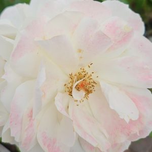 Rosa 'Champagne Moment'