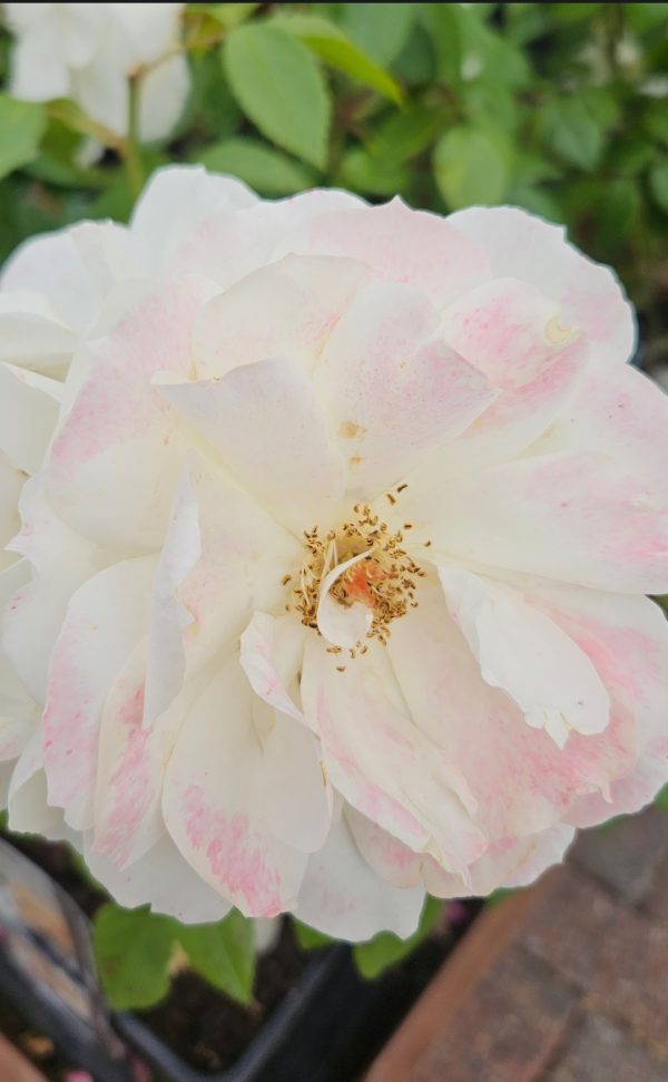 Rosa 'Champagne Moment'