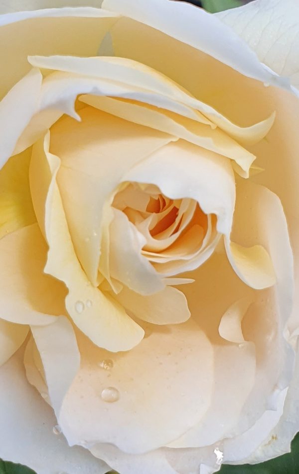 Rosa 'Champagne Moment'