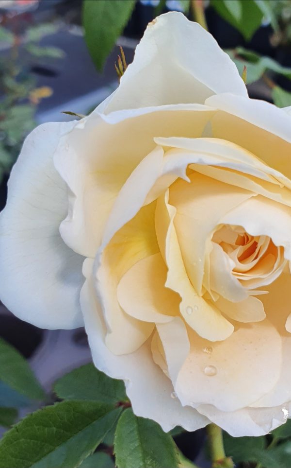 Rosa 'Champagne Moment'