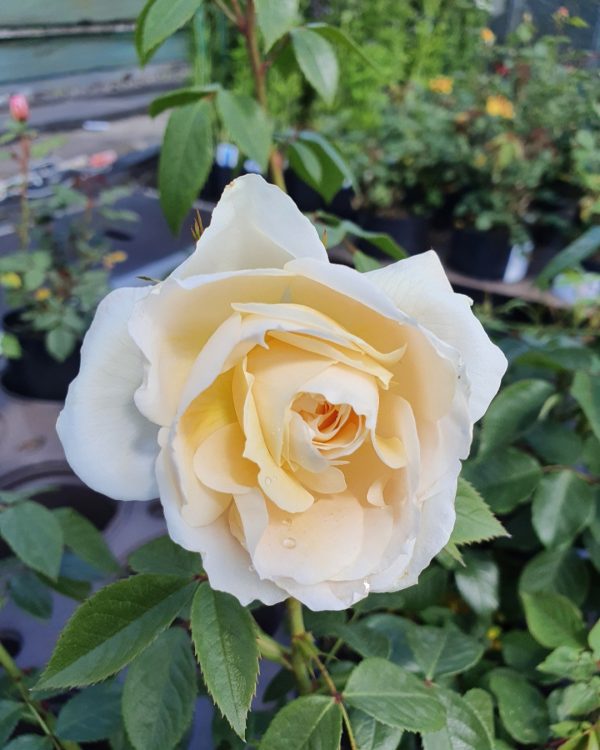 Rosa 'Champagne Moment'