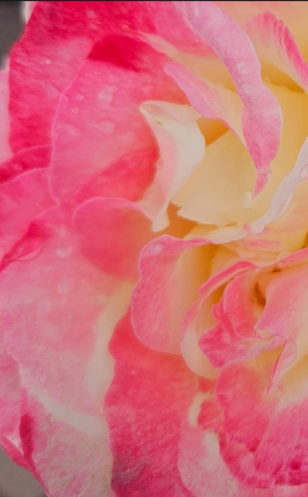 Rosa 'Double Delight'