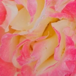 Rosa 'Double Delight'