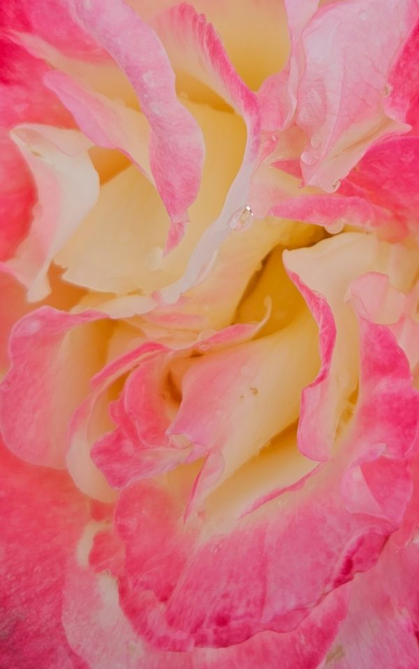 Rosa 'Double Delight'