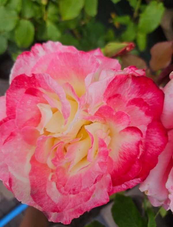 Rosa 'Double Delight'
