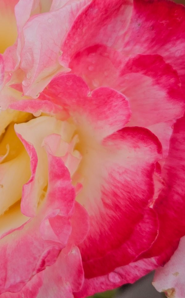 Rosa 'Double Delight'