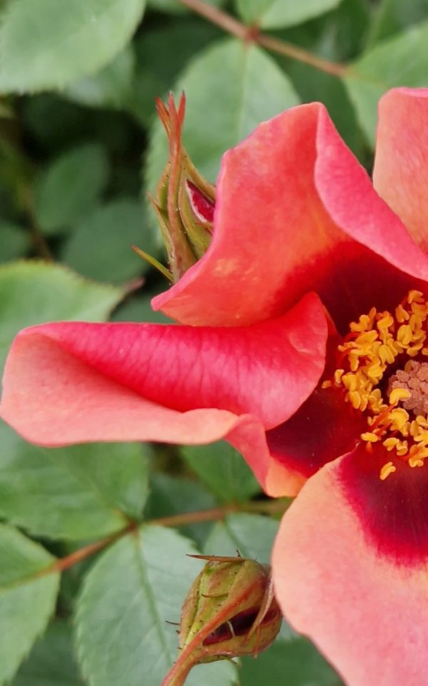 Rosa 'For Your Eyes Only'