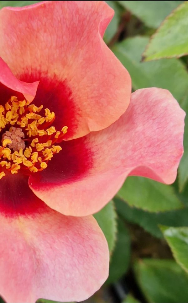 Rosa 'For Your Eyes Only'