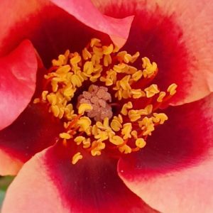 Rosa 'For Your Eyes Only'