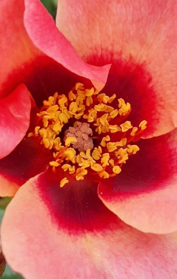 Rosa 'For Your Eyes Only'