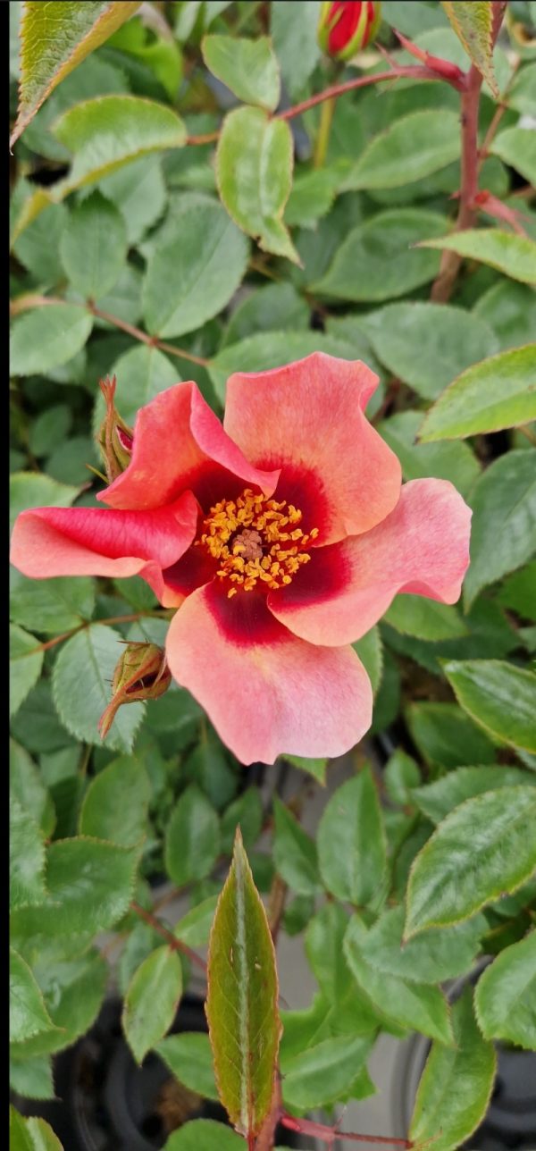 Rosa 'For Your Eyes Only'